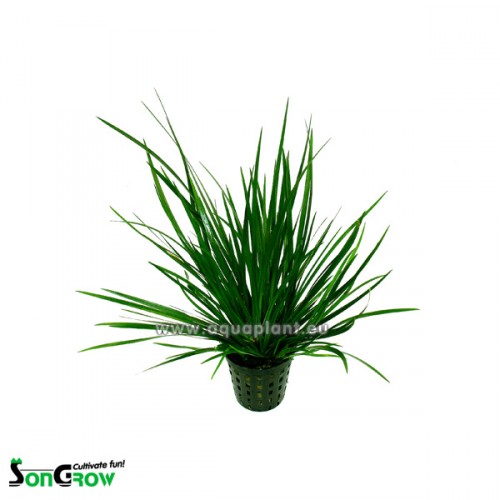 Acorus gramineus in pot